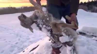 Wolf froze to death while looking for food