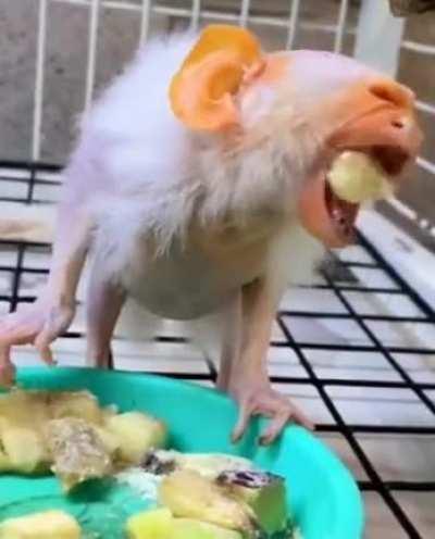 Have you seen this kind of animal before