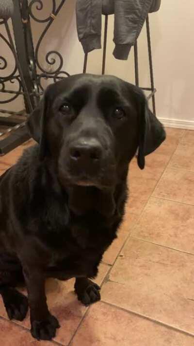 The most expressive ears