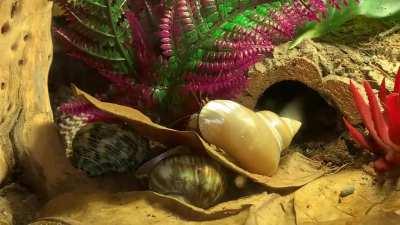 Been a while since I posted the waterfall I made but I finally finished my 40 gal crabitat