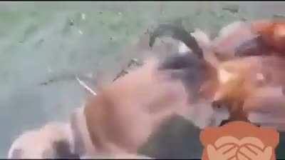 What the fuck 🇧🇦