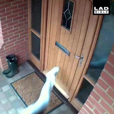 Taking the dog out for a walk