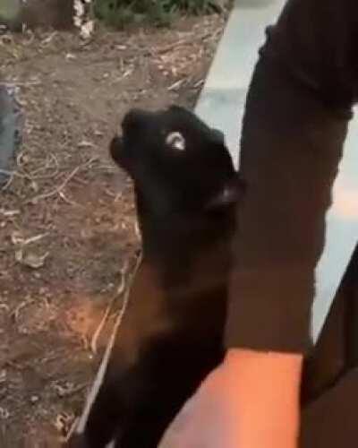 The program CAT.EXE has encountered an undefined behavior