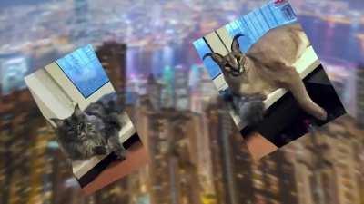 big floppa in the house!