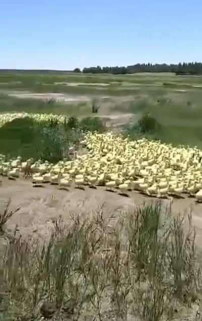 So many ducks!!
