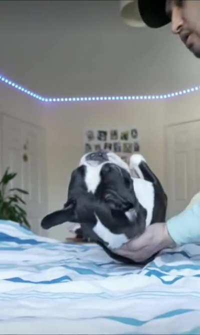 Dogs can stand on their feet too!