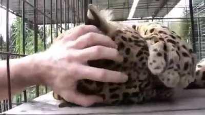 This is how you control a beast with your hands.