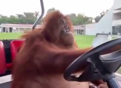 Zeke looking for Eren