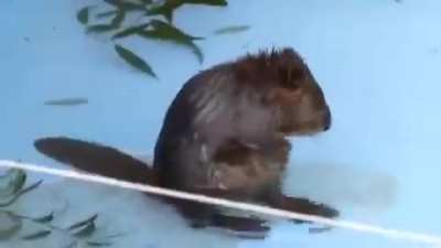 Just a baby beaver cleaning his chubby belly 🦫