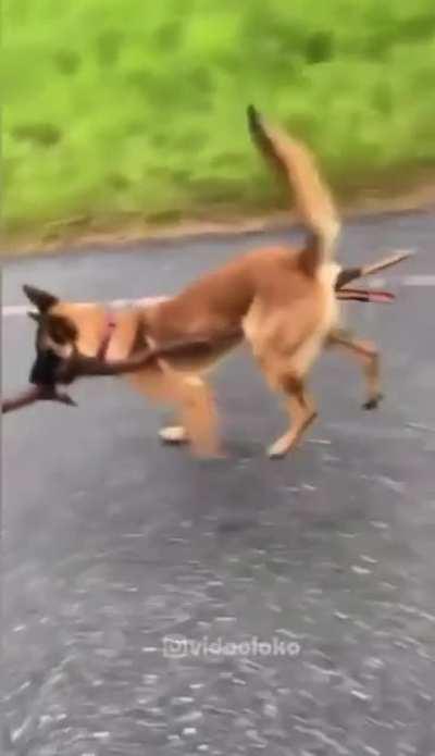 So you have never seen a dog levitating?