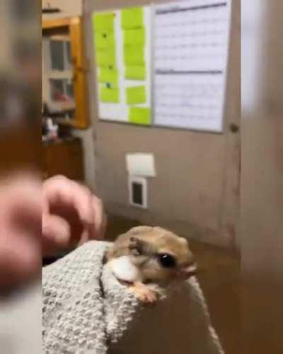 Squirrel flies out of mans hand.