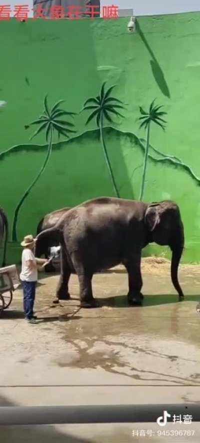 Catching elephant turds for a living