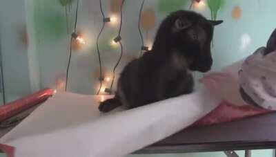 How to gift wrap a Goat for Christmas.