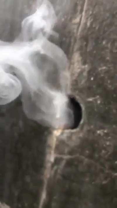 Mestre Splinter depois de treinar as tartarugas 