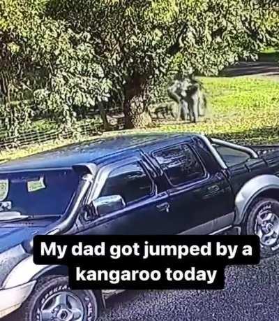 Dad vs Kangaroo, fiiight!