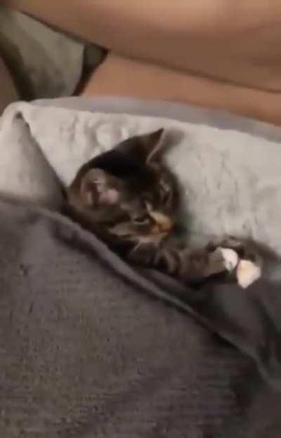 Cat is going to bed with his best friend.