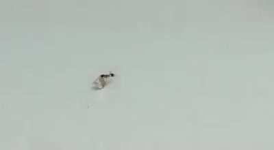 Ant steals diamond from jewelry store