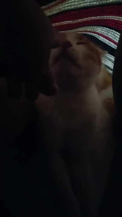 Playing with my kitty under the blanket.