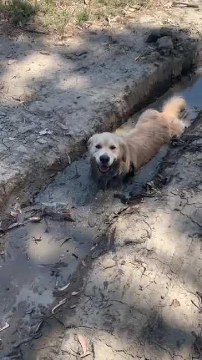 My Golden Being a Golden - “Summers day? Pfffft I’m gonna get my muck on bros”