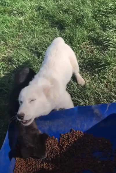 Wolf dog puppy is very thankful for their meal
