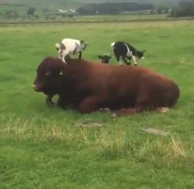 Когда ты бык, но в душе капибара