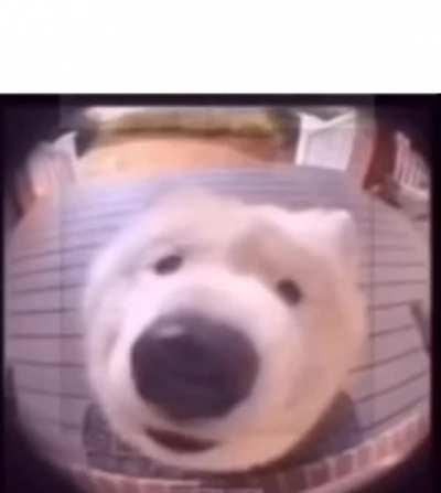 Funny dog with music meme template