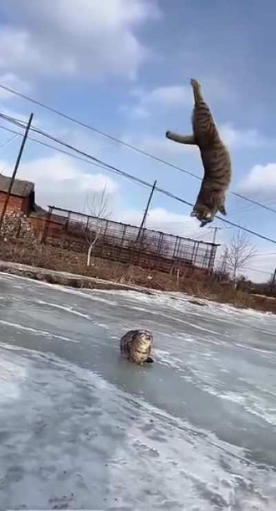 La belleza plástica del gato