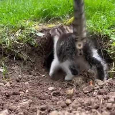 Bunghole Cat explores Mysterious Hole In the Ground, meets angry occupant.