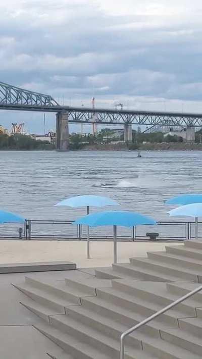 Whale spotted in Montreal today