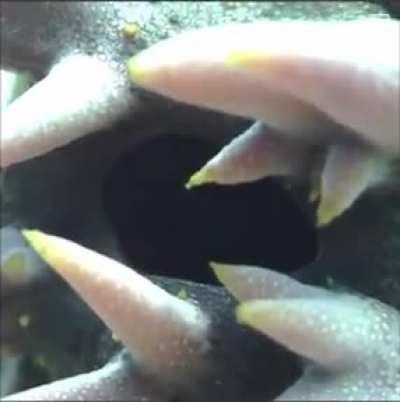 Thanks, i hate sea cucumbers