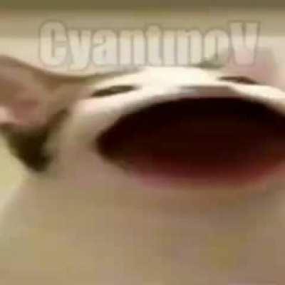 Porque eu tô rindo disso