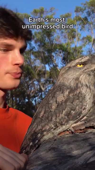 World's most unimpressed bird