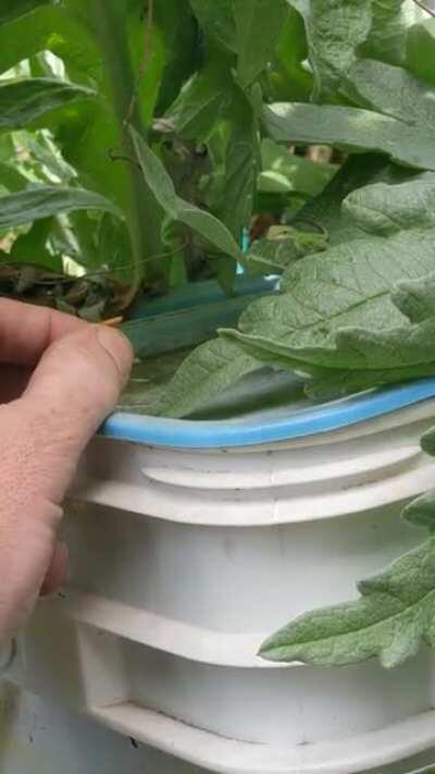 The babies are still trying to figure out if this whole 