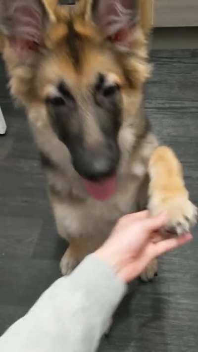 Giving paws 🐾