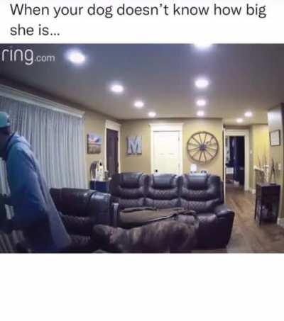 Dog is totally unaware of its own size