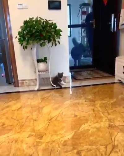 failed assassination attempt