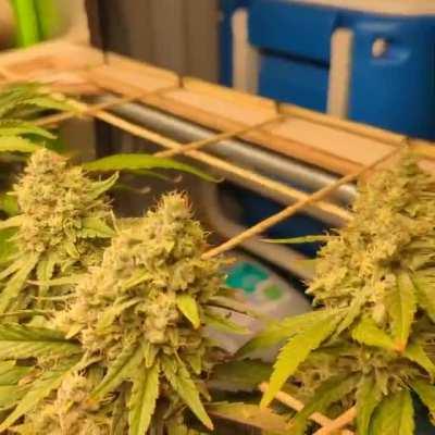 Incredible yields from a solo cup!