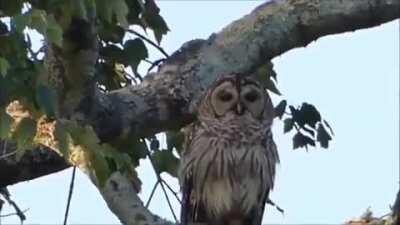 Little birds bullying the owl