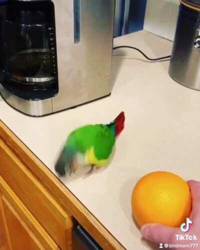 Bird copying actions