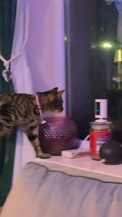 Greeble spotted! Have no fear, Persephone is on alert!