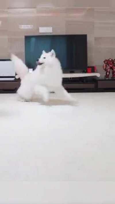 Difference between dogs and cats.