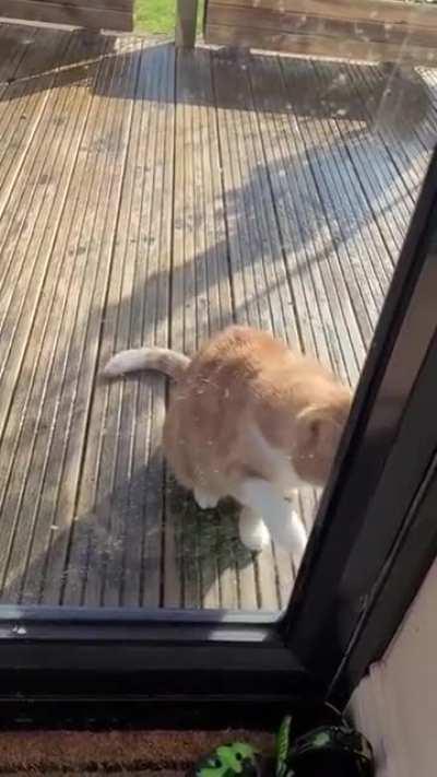 “please let me in, my paw is broken”