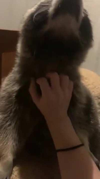 He loves da scratches