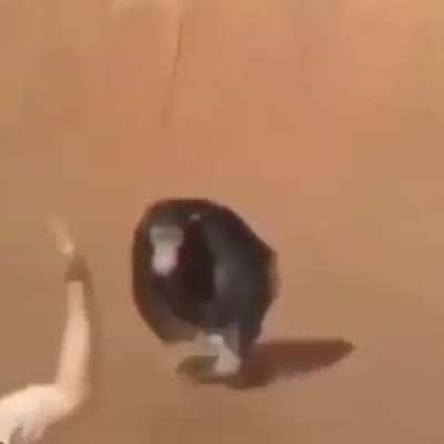 CEZAR TA RADICAL EM B)