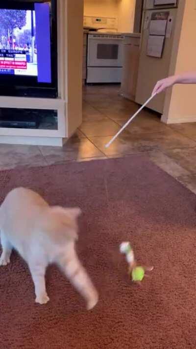 From 22 lbs down to 16 lbs, he’s started running after toys again!