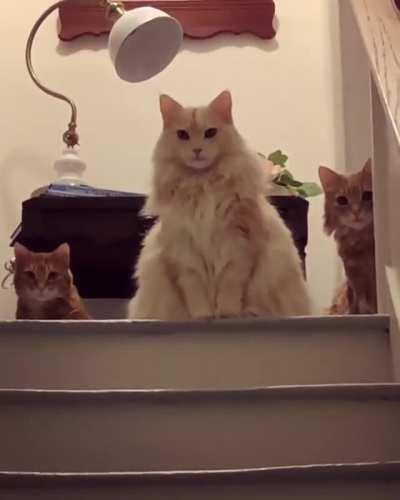 The council sits in judgement