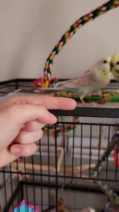 Does anyone know why zazu sounds like a chipmunk? I have little experience with female's, is she just trying to make the boys stay away from her?