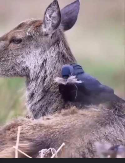 jackdaws collect deer fur for the nest.