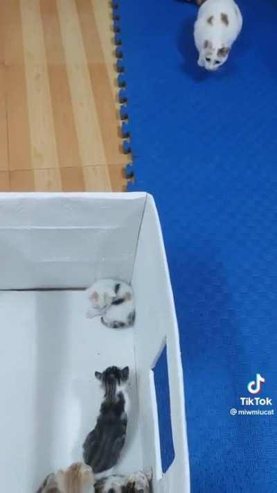 Mom cat teaching her kitties that all cats are assholes