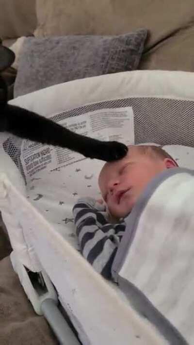 My youngest cat welcoming his new brother into the family